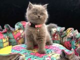 Tombul British Shorthair Bebek Yavrumuz