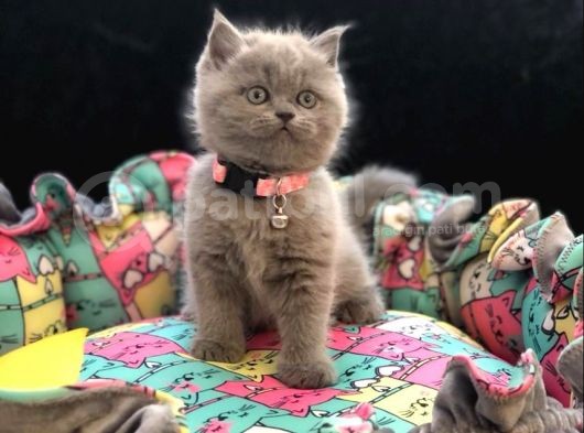Tombul British Shorthair Bebek Yavrumuz görsel