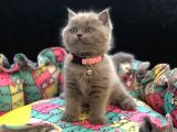 Tombul British Shorthair Bebek Yavrumuz