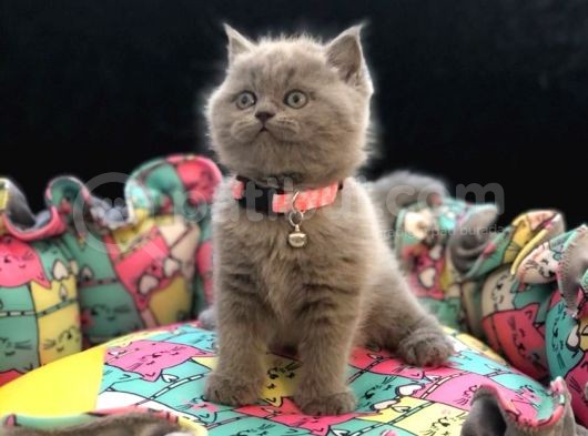 Tombul British Shorthair Bebek Yavrumuz görsel
