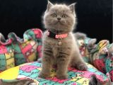 Tombul British Shorthair Bebek Yavrumuz