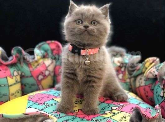 Tombul British Shorthair Bebek Yavrumuz