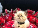 Tombul British Shorthair Bebek Yavrumuz