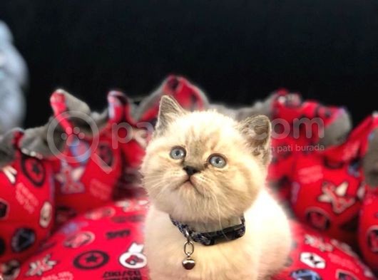 Tombul British Shorthair Bebek Yavrumuz görsel