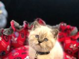 Tombul British Shorthair Bebek Yavrumuz