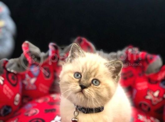 Tombul British Shorthair Bebek Yavrumuz görsel