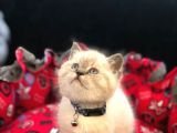 Tombul British Shorthair Bebek Yavrumuz