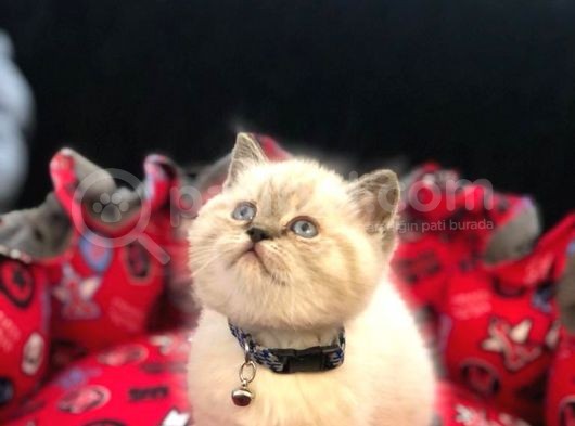 Tombul British Shorthair Bebek Yavrumuz