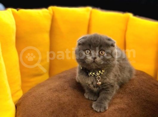Show Kali̇te Safkan Scoti̇sh Fold Efsane Yavrumuz Si̇fi̇r Kulak görsel