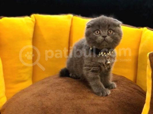 Show Kali̇te Safkan Scoti̇sh Fold Efsane Yavrumuz Si̇fi̇r Kulak