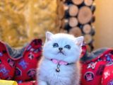 Show Kali̇te Top Kafa British Shorthair Yavrumuz
