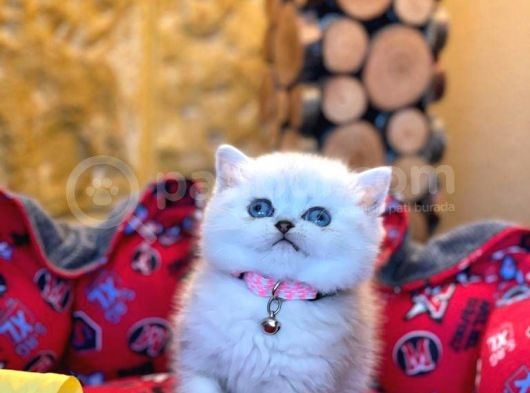Show Kali̇te Top Kafa British Shorthair Yavrumuz görsel