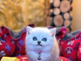 Show Kali̇te Top Kafa British Shorthair Yavrumuz