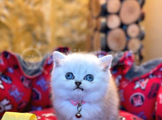 Show Kali̇te Top Kafa British Shorthair Yavrumuz