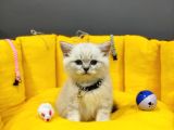 Show Kali̇te Top Kafa British Shorthair Yavrumuz