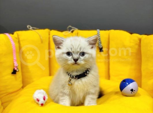 Show Kali̇te Top Kafa British Shorthair Yavrumuz