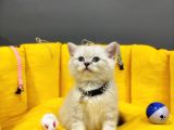 Show Kali̇te Top Kafa British Shorthair Yavrumuz