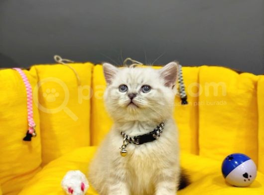 Show Kali̇te Top Kafa British Shorthair Yavrumuz görsel