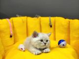Show Kali̇te Top Kafa British Shorthair Yavrumuz