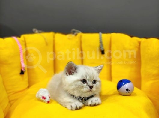 Show Kali̇te Top Kafa British Shorthair Yavrumuz görsel