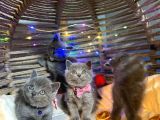 Show Kali̇te Top Kafa British Shorthair Yavrularimiz
