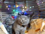 Show Kali̇te Top Kafa British Shorthair Yavrularimiz
