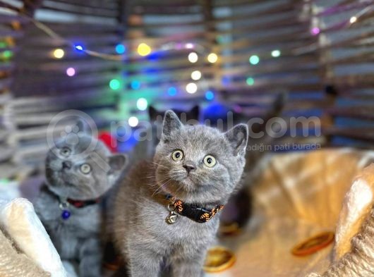 Show Kali̇te Top Kafa British Shorthair Yavrularimiz