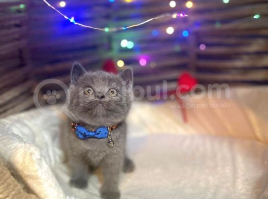 Show Kali̇te Top Kafa British Shorthair Yavrumuz