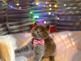 Show Kali̇te Top Kafa British Shorthair Yavrumuz
