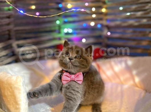 Show Kali̇te Top Kafa British Shorthair Yavrumuz