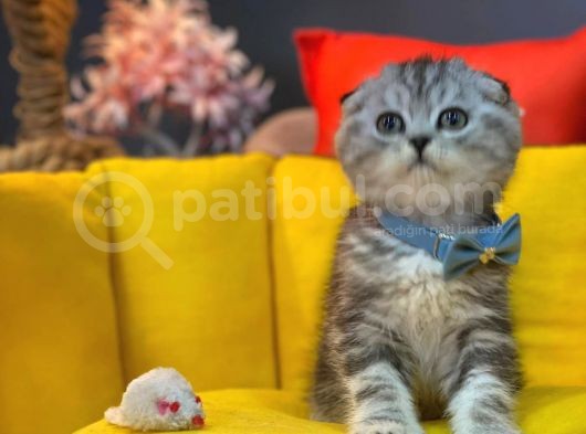 Show Kali̇te Safkan Scoti̇sh Fold Efsane Yavrumuz Si̇fi̇r Kulak görsel