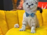 Show Kali̇te Top Kafa British Shorthair Yavrumuz