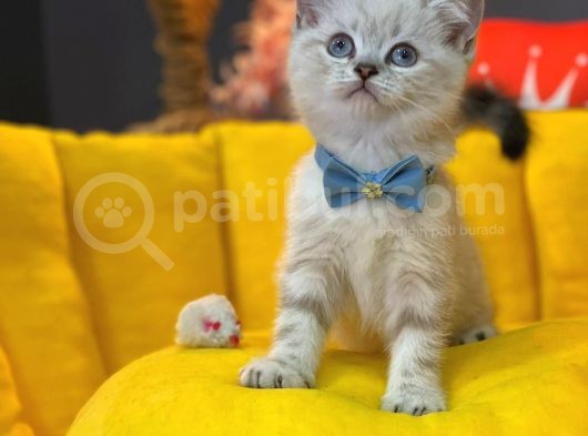 Show Kali̇te Top Kafa British Shorthair Yavrumuz görsel