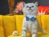 Show Kali̇te Top Kafa British Shorthair Yavrumuz