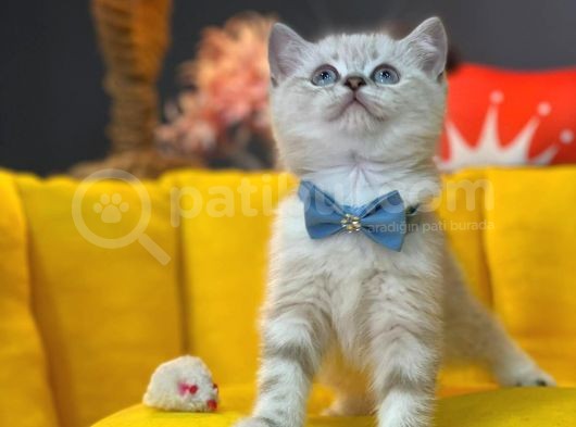 Show Kali̇te Top Kafa British Shorthair Yavrumuz görsel