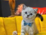 Show Kali̇te Top Kafa British Shorthair Yavrumuz