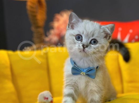 Show Kali̇te Top Kafa British Shorthair Yavrumuz