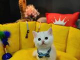 Show Kali̇te Top Kafa British Shorthair Yavrumuz
