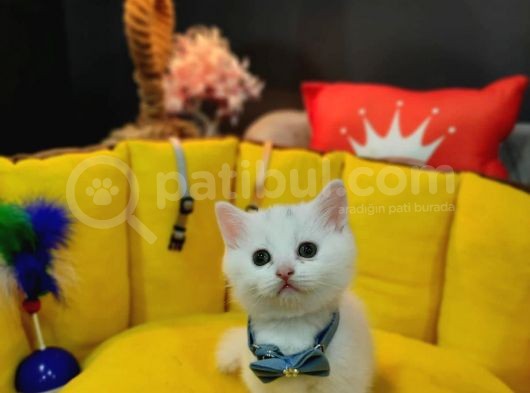 Show Kali̇te Top Kafa British Shorthair Yavrumuz görsel