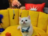 Show Kali̇te Top Kafa British Shorthair Yavrumuz