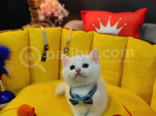 Show Kali̇te Top Kafa British Shorthair Yavrumuz
