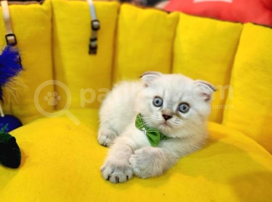 Show Kali̇te Safkan Scoti̇sh Fold Efsane Yavrumuz Si̇fi̇r Kulak görsel