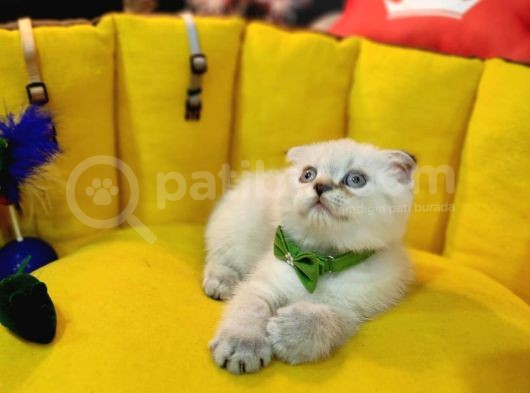 Show Kali̇te Safkan Scoti̇sh Fold Efsane Yavrumuz Si̇fi̇r Kulak görsel