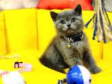 Tombul British Shorthair Bebek Yavrumuz