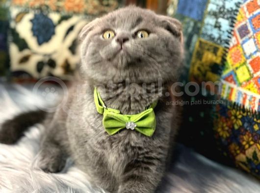Show Kali̇te Safkan Scoti̇sh Fold Efsane Yavrumuz Si̇fi̇r Kulak