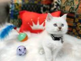 Top Kafa Efsane British Shorthair Oyuncu Yavrumuz