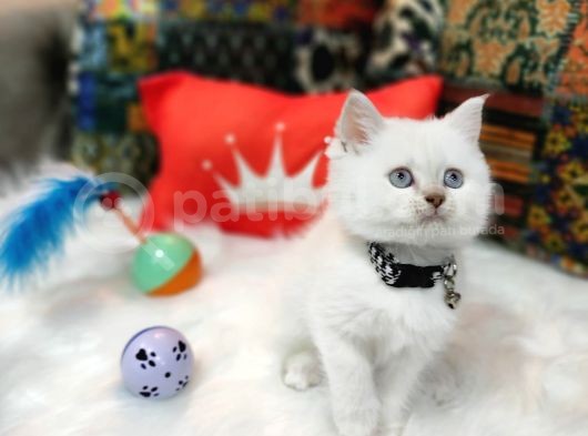 Top Kafa Efsane British Shorthair Oyuncu Yavrumuz görsel
