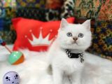 Top Kafa Efsane British Shorthair Oyuncu Yavrumuz