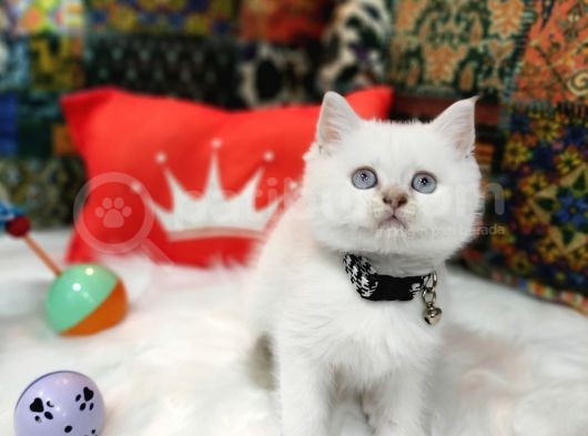 Top Kafa Efsane British Shorthair Oyuncu Yavrumuz görsel