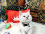 Top Kafa Efsane British Shorthair Oyuncu Yavrumuz